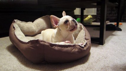 French Bulldog puppy angry when woken up.