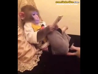 Game Boy'uyla Hava Atan Akraba Çocuğu Gibi Takılan Maymun