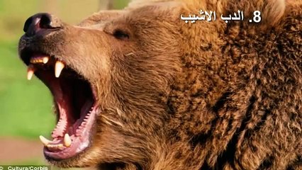 اخطر 10 حيوانات قد تظنها غير مؤذية