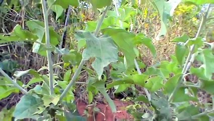 Plantas Medicinais - Plantes médicinales - Jurubeba (Solanum paniculatum)
