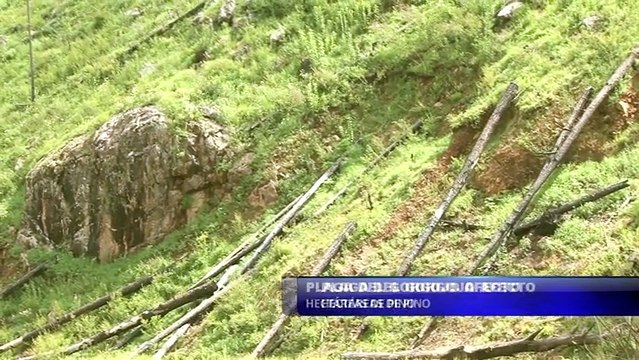 Plaga del gorgojo afecto varias hectareas de pino