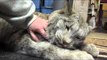 Cuddly Lynx Proves That Even Big Cats Are Still Cats