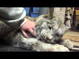 Cuddly Lynx Proves That Even Big Cats Are Still Cats