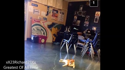 Greatest World’s First Feline High School Student Meet Bubba The Cat Of All Time