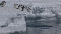 Crean la mayor área protegida marina del mundo en aguas antárticas