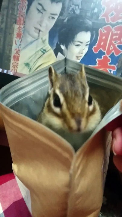 Ce Tamia tout mignon joue à cache-cache dans un paquet de chips