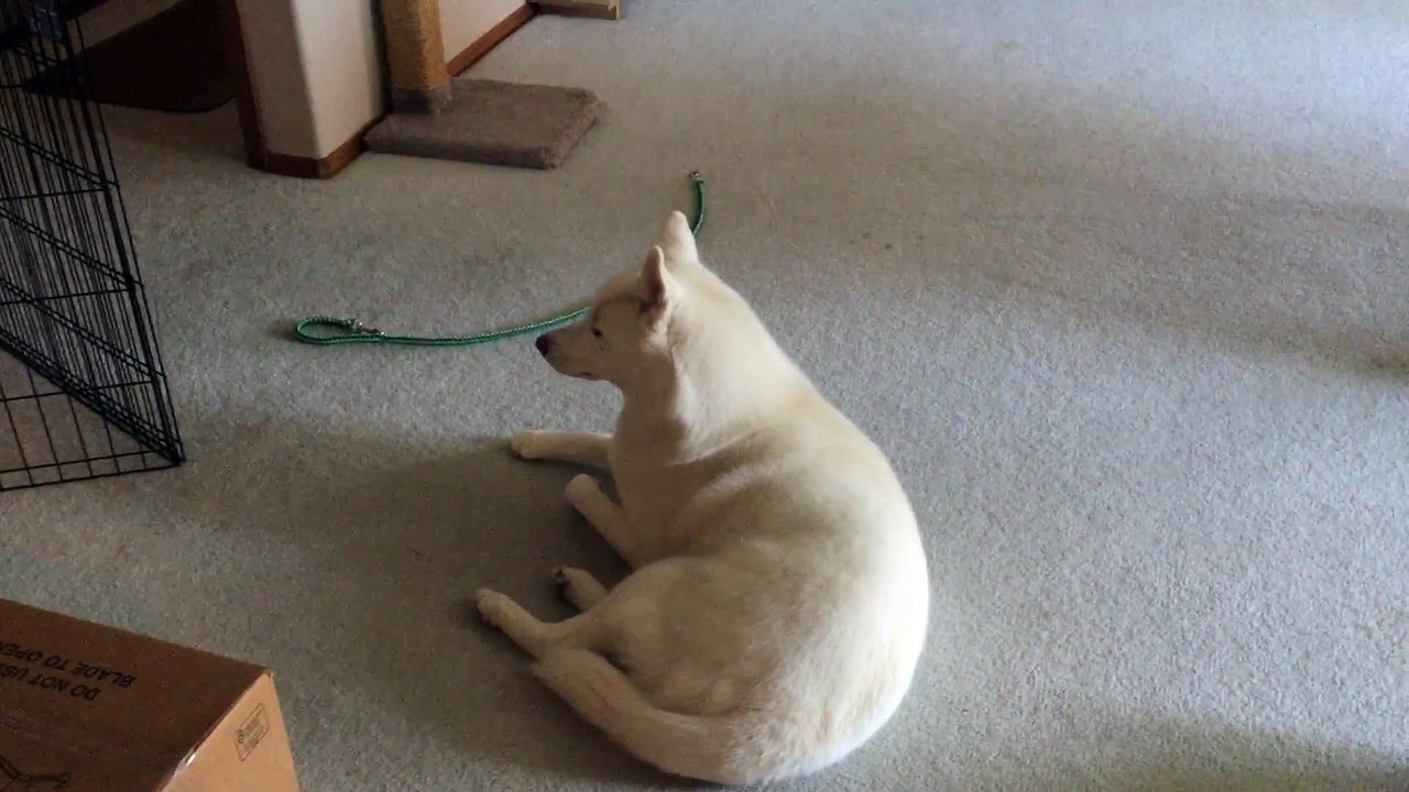 Ce chien Husky déteste quand on joue du Saxophone
