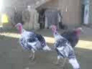 il parle avec ses dindon o bled