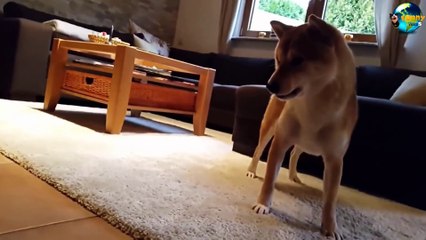 Funny videos with husky - Funny baby husky