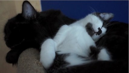 How to introduce two cats to each other