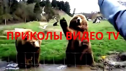 Приколы.Игривые собачки