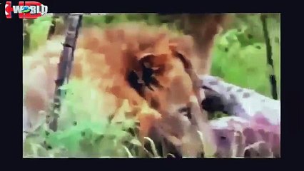 Best animals fights with wild Two hyenas vs lion
