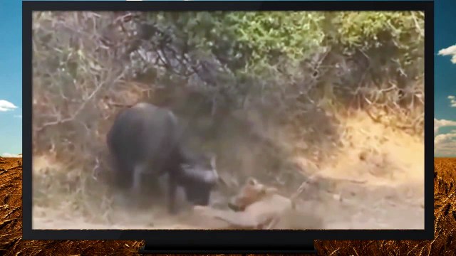 Buffalo Kills Lion caught on camera Most Amazing Wild Animal Fight Attack جاموس يقتل أسد
