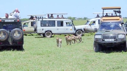 Best animals fights with wild. lion kills cheetah