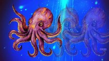 Finger Family Rhymes Octopus Sea animals cartoons | Octopus Finger Family Nursery Rhymes