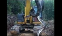 Un gigantesque anaconda découvert sur un chantier.