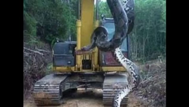 Des ouvriers découvrent un anaconda de 10 mètres de long !