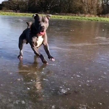 Ce chien adore courir sur ce lac gelé... Grand moment de rigolade
