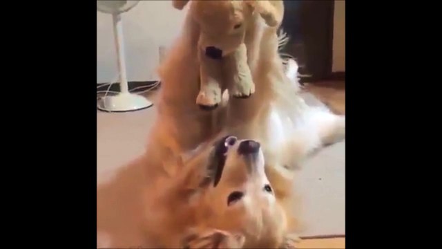 Ce chien joue avec son doudou, un chien en peluche Adorable