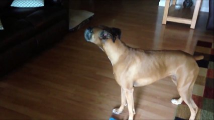 Personne veut jouer avec moi?? Pauvre chien