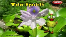 Water Hyacinth Rhyme | 3D Nursery Rhymes With Lyrics For Kids | Flower Rhymes | 3D Rhymes Animation