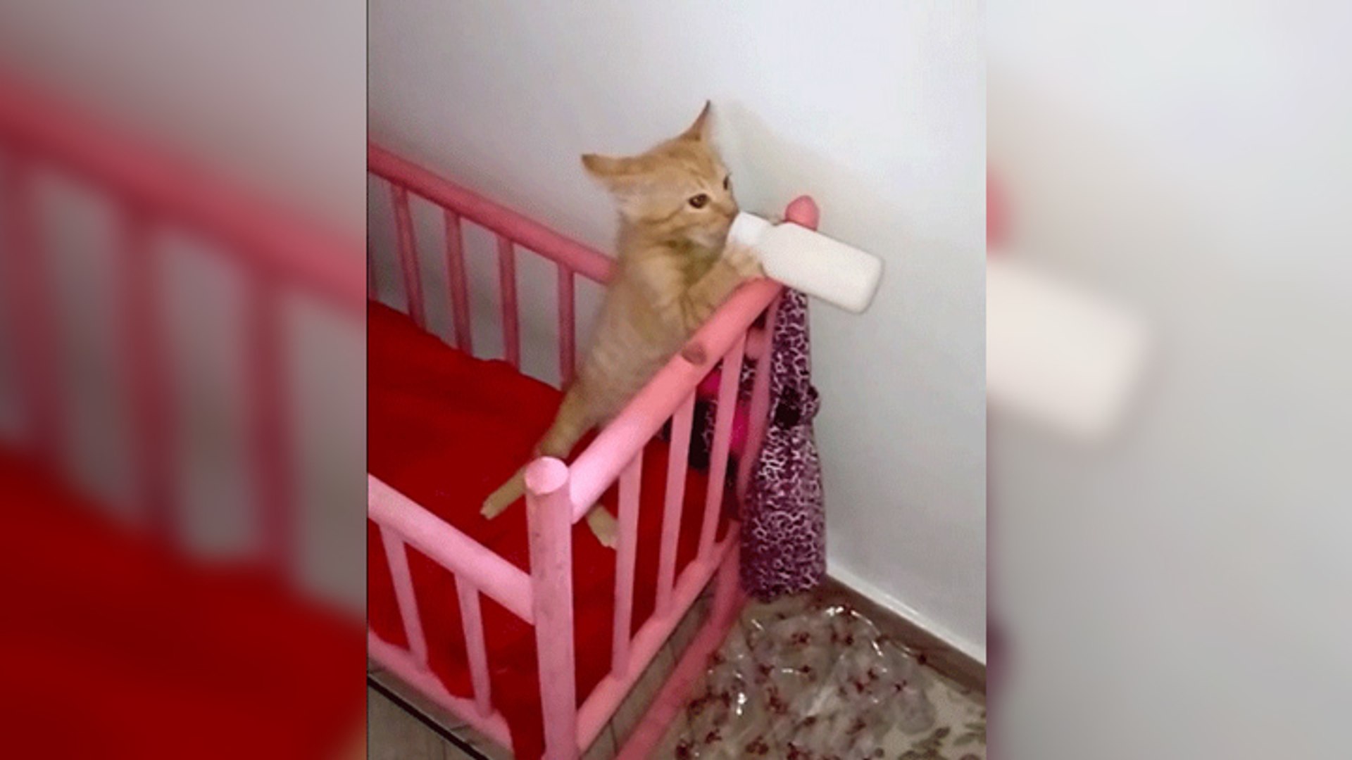 Un Chaton Boit Son Lait Dans Son Berceau Video Dailymotion