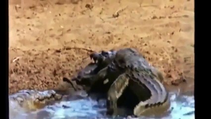 Crocodile attack baboon, poor baby monkey killed Attack crocodile vs deer