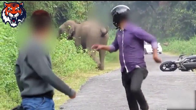 Elephants attacks - Animals attack - Animals attacks videos