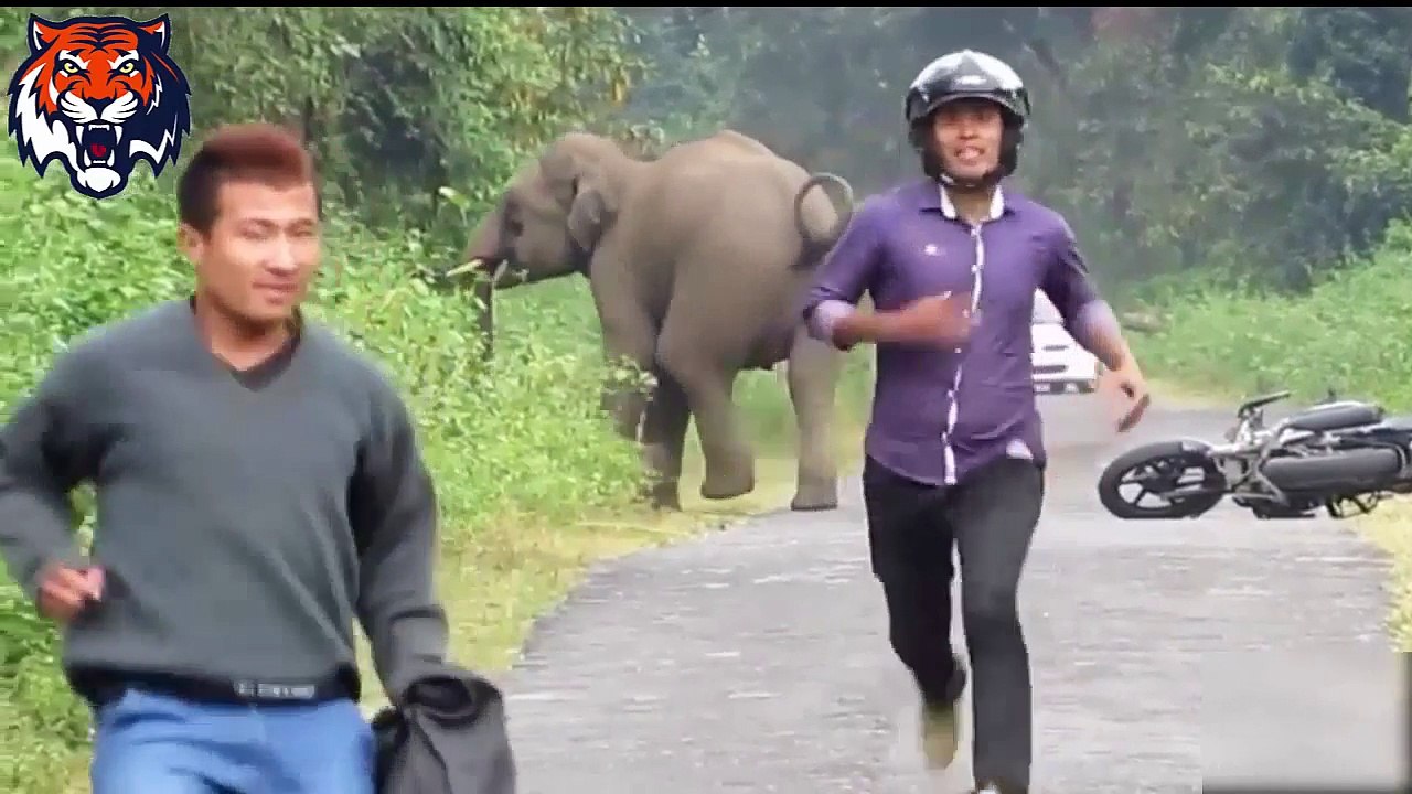 Elephants attacks human car - Animals attack human - Animals attacks videos