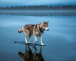 Siberian Husky Like Water - 69 - DoggyMan