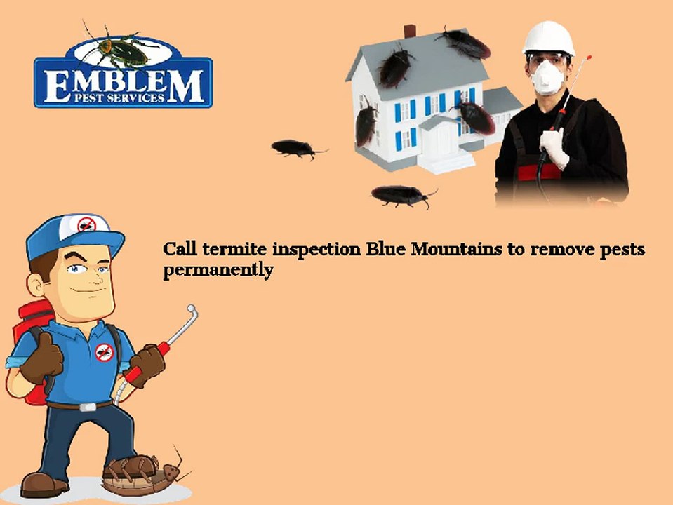 Termite Control Blue Mountains|Termite Inspection Blue Mountains