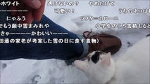 コメ付き 初めて雪を見た猫