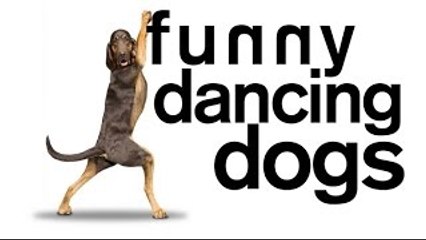 Dogs Dancing Compilation - DoggyMan