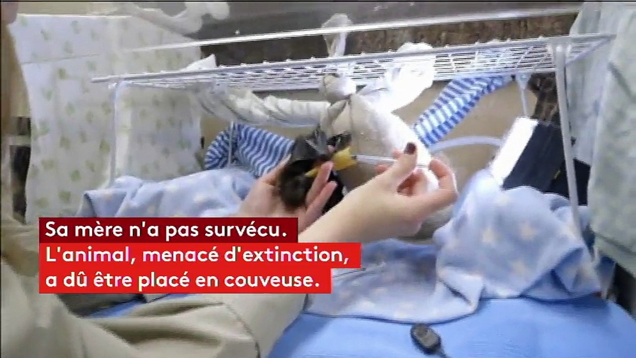 Etats-Unis : un bébé chauve-souris sauvé en Californie