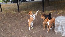 Adorables basenji dans un parc de chiens