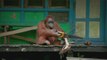 Un orang-outang trouve une scie et se met à couper du bois