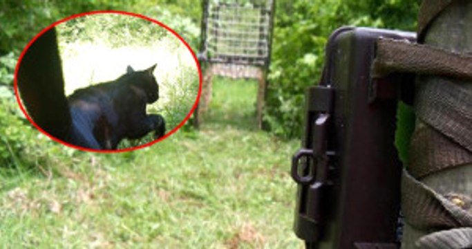 Siyah Yaban Kedisi, Küre Dağları'nda İlk Kez Görüntülendi