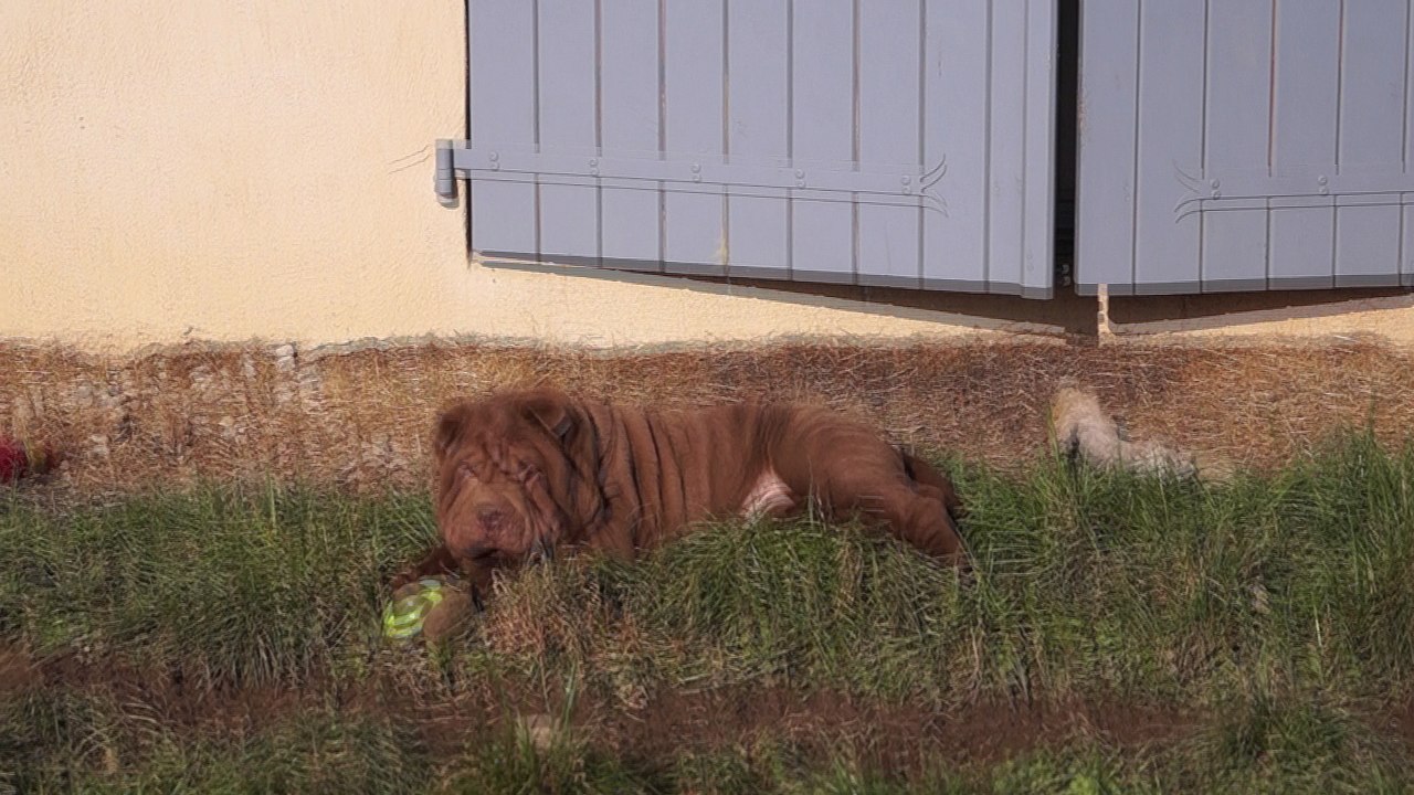 Maple Syrup du Bois de l'Altaïr - 3 mois - A vendre - For Sale