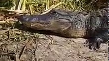 Facebook Live, Close call with Gator