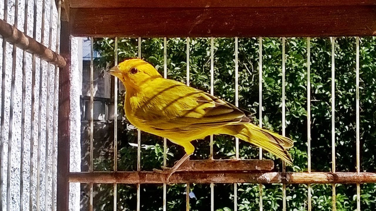 Canario da terra canto para treinar filhotes