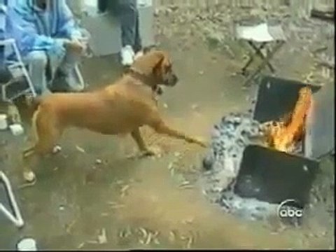 Смешные животные. 2 видео - ролика о смешных животных.