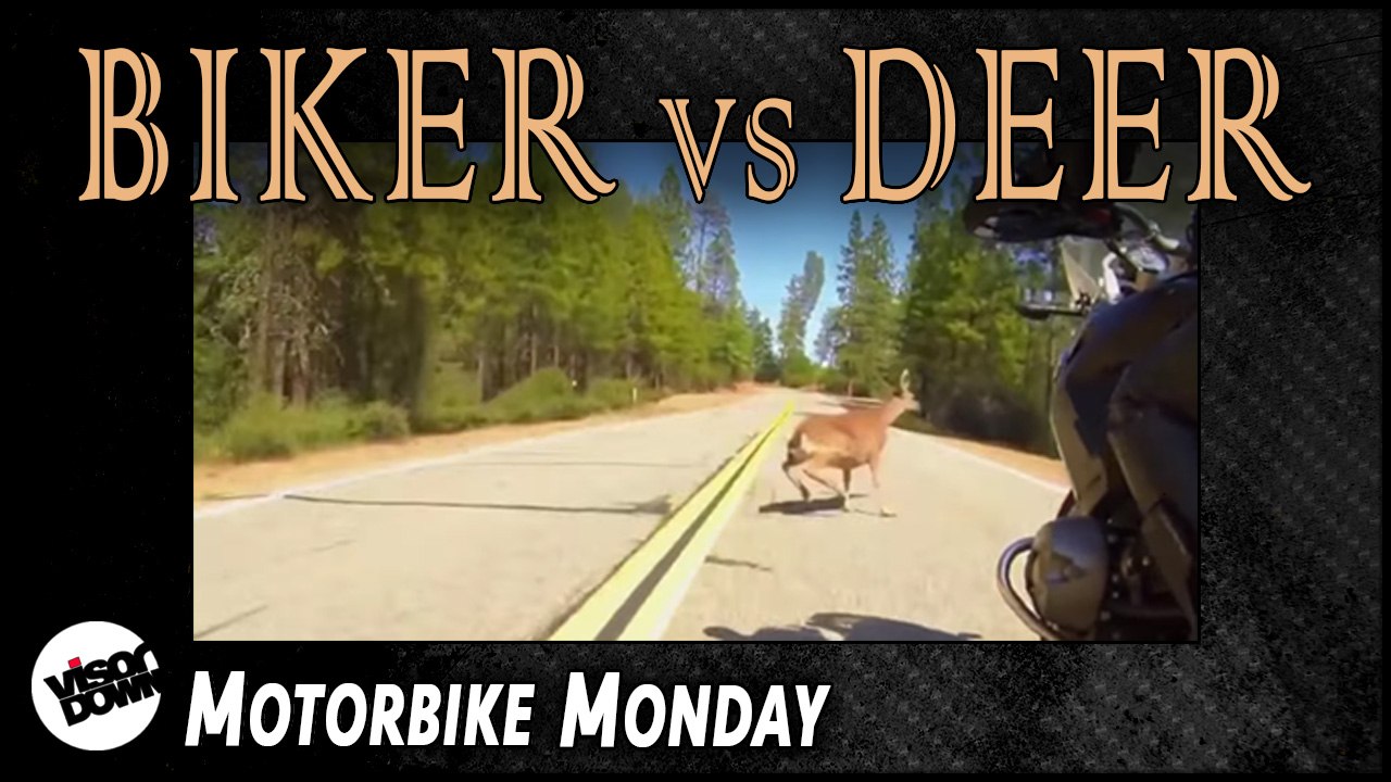 Worst biker Vs deer collision EVER?