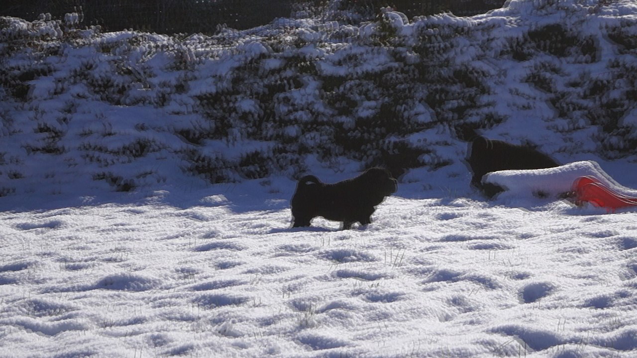 Mozart Black du Bois de l'Altaïr jour de neige 17/01 - 3 mois