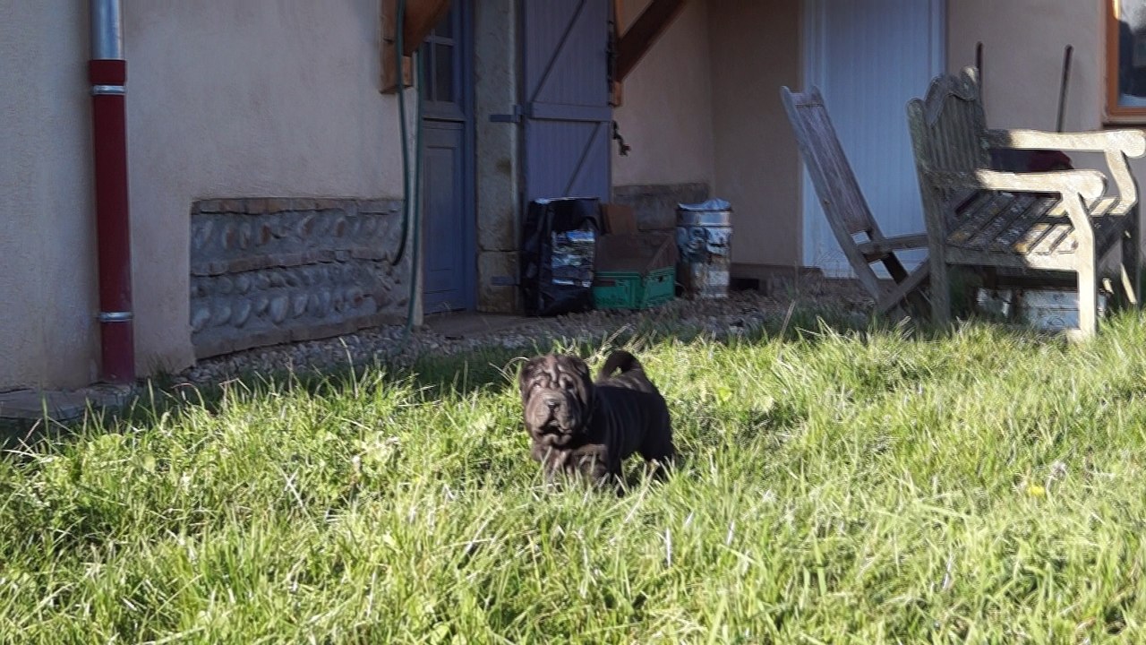 Money Black du Bois de l'Altaïr - 16/12 - 2 mois