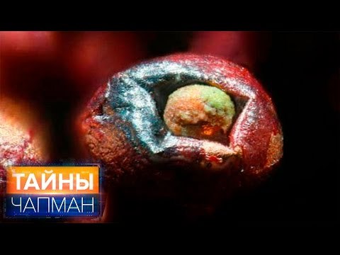 Тайны Чапман. Мертвая еда