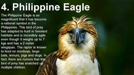 Ten of the Largest Birds of Prey in the World