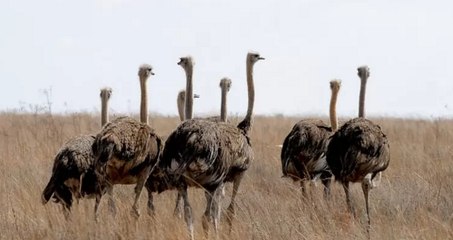 Top 10 largest living birds in the world