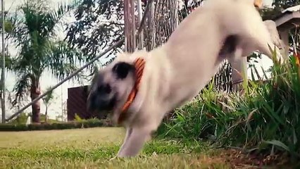 O QUE MEU CACHORRO FAZ QUANDO NÃO ESTOU VENDO