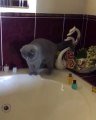 Duş İçin Küveti Hazırlayan Kedi