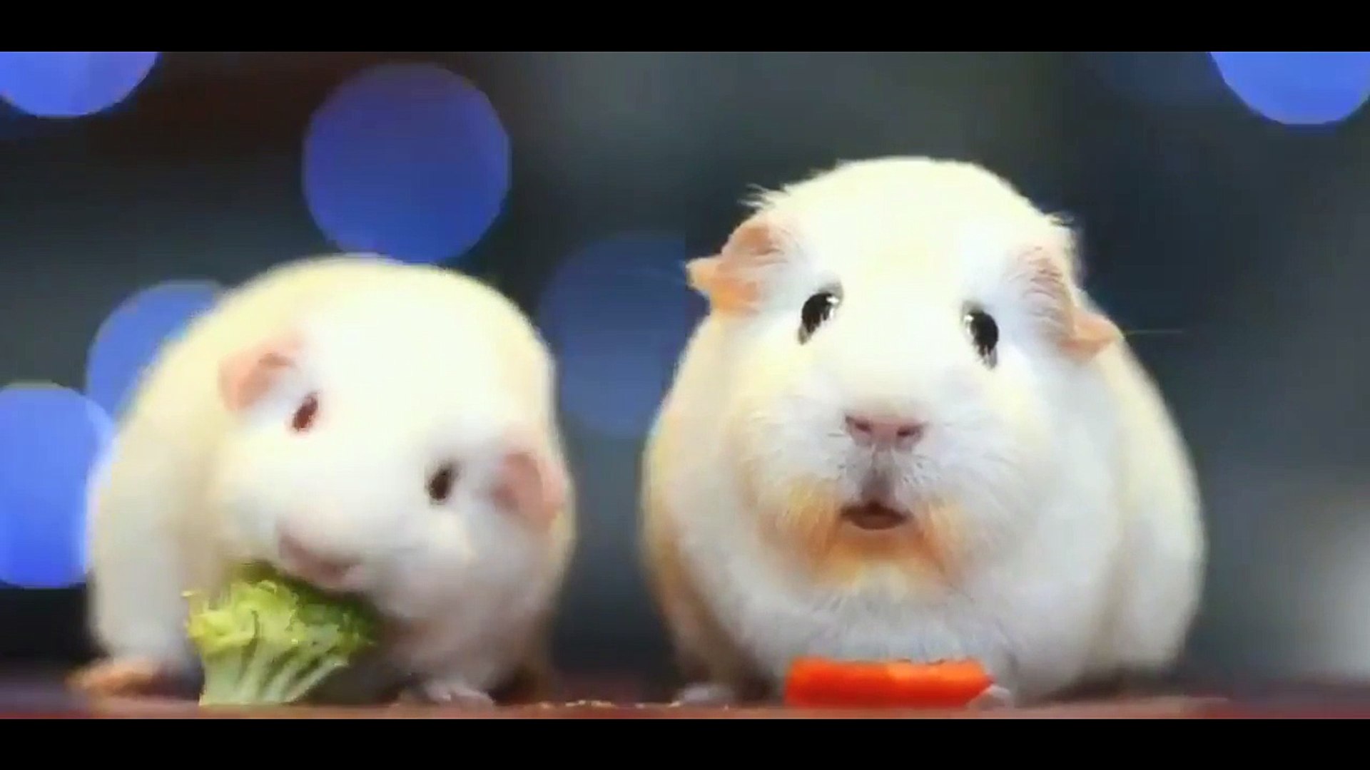 Ce Cochon D Inde Est En Deprime Totale Dur La Vie Video Dailymotion